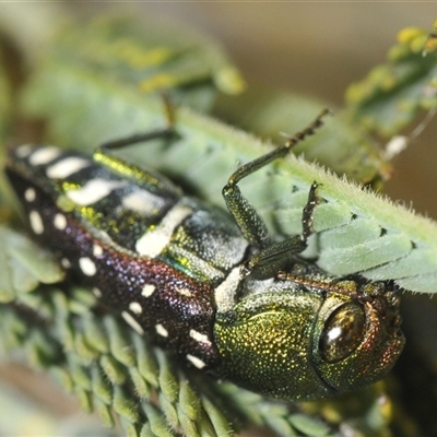 Diphucrania leucosticta (White-flecked acacia jewel beetle) at Weetangera, ACT - 21 Feb 2025 by Harrisi