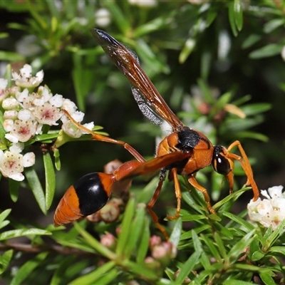 Delta bicinctum (Potter wasp) at Acton, ACT - 21 Feb 2025 by TimL