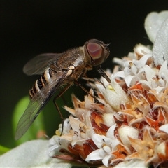 Villa sp. (genus) (Unidentified Villa bee fly) at Acton, ACT - 21 Feb 2025 by TimL