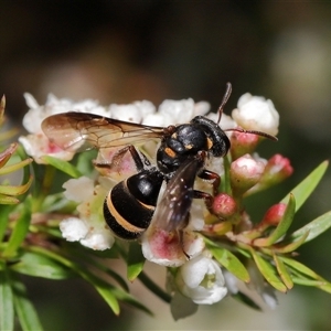 Lasioglossum (Australictus) peraustrale (Halictid bee) at Acton, ACT - 21 Feb 2025 by TimL