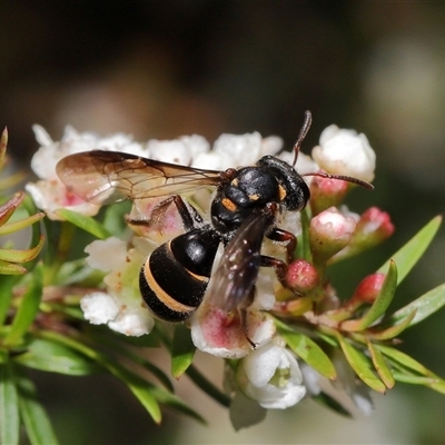 Lasioglossum (Australictus) peraustrale (Halictid bee) at Acton, ACT - 21 Feb 2025 by TimL