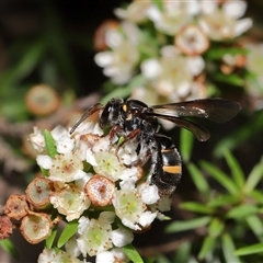 Lasioglossum (Australictus) peraustrale at Acton, ACT - 21 Feb 2025 12:42 PM