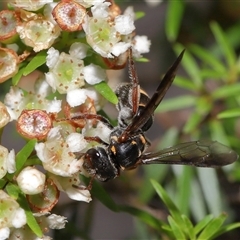 Lasioglossum (Australictus) peraustrale at Acton, ACT - 21 Feb 2025 12:42 PM