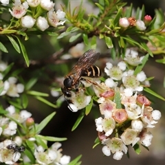 Lasioglossum (Chilalictus) bicingulatum (Halictid Bee) at Acton, ACT - 21 Feb 2025 by TimL