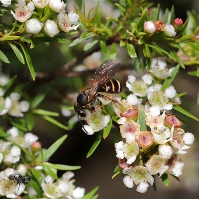 Lasioglossum (Chilalictus) bicingulatum (Halictid Bee) at Acton, ACT - 21 Feb 2025 by TimL