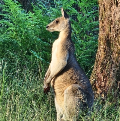 Unidentified Kangaroo or Wallaby at Barrington Tops, NSW - 17 Feb 2025 by Gunyijan