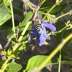 Amegilla sp. (genus) (Blue Banded Bee) at Woolgarlo, NSW - 22 Feb 2025 by SustainableSeg