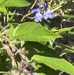 Amegilla sp. (genus) at Woolgarlo, NSW - suppressed