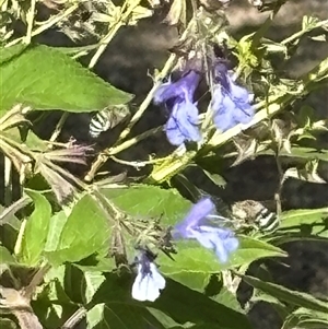 Amegilla sp. (genus) at Woolgarlo, NSW - suppressed