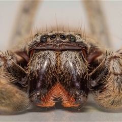 Isopeda canberrana (Canberra Huntsman Spider) at Jerrabomberra, NSW - 22 Feb 2025 by MarkT