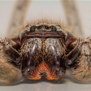 Isopeda canberrana (Canberra Huntsman Spider) at Jerrabomberra, NSW - 22 Feb 2025 by MarkT