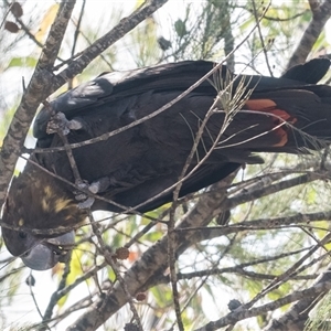 Calyptorhynchus lathami lathami at Bullio, NSW - suppressed