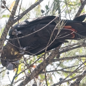 Calyptorhynchus lathami lathami (Glossy Black-Cockatoo) at Bullio, NSW - 27 Apr 2020 by GITM2