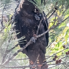 Calyptorhynchus lathami lathami (Glossy Black-Cockatoo) at Bullio, NSW - 27 Apr 2020 by GITM2