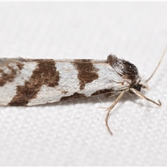 Lepidoscia (genus) ADULT (A Case moth) at Jerrabomberra, NSW - Yesterday by DianneClarke