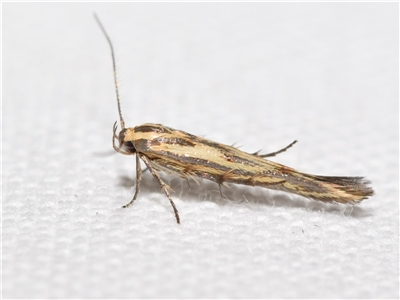 Stathmopoda cyanopla (A Concealer moth (Stathmopodidae) by DianneClarke