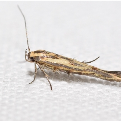 Stathmopoda cyanopla (A Gelechioid moth (Stathmopodinae) by DianneClarke