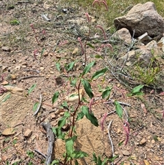 Persicaria lapathifolia (Pale Knotweed) at Cotter River, ACT - 22 Feb 2025 by MB