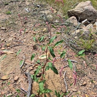 Persicaria lapathifolia (Pale Knotweed) at Cotter River, ACT - 22 Feb 2025 by MB