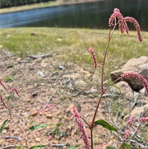 Persicaria lapathifolia at Cotter River, ACT - 22 Feb 2025 10:50 AM