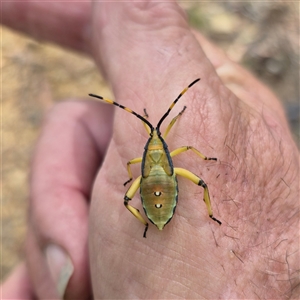 Amorbus obscuricornis (Eucalyptus Tip Wilter) at Cotter River, ACT - 22 Feb 2025 by MB