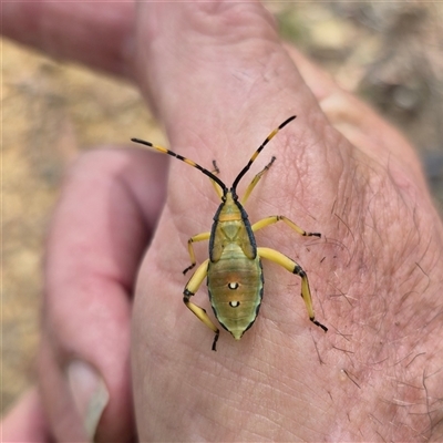 Amorbus obscuricornis (Eucalyptus Tip Wilter) at Cotter River, ACT - 22 Feb 2025 by MB