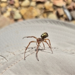 Phonognatha graeffei at Cotter River, ACT - 22 Feb 2025 by MB