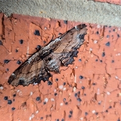 Pholodes sinistraria (Sinister or Frilled Bark Moth) at Murrumbateman, NSW - Today by SallyandPeter