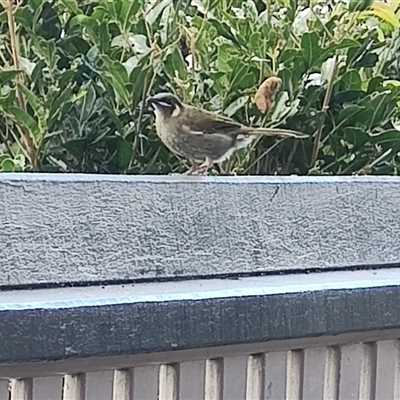 Meliphaga lewinii (Lewin's Honeyeater) at O'Reilly, QLD - 22 Feb 2025 by LyndalT