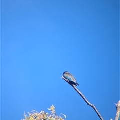 Eurystomus orientalis (Dollarbird) at Bonegilla, VIC - 19 Feb 2025 by Darcy