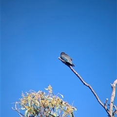 Eurystomus orientalis at Bonegilla, VIC - 19 Feb 2025 09:34 AM