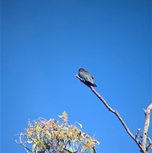 Eurystomus orientalis at Bonegilla, VIC - 19 Feb 2025 09:34 AM