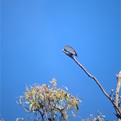 Eurystomus orientalis at Bonegilla, VIC - 19 Feb 2025 09:34 AM