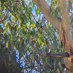 Falcunculus frontatus (Eastern Shrike-tit) at Bonegilla, VIC - 19 Feb 2025 by Darcy