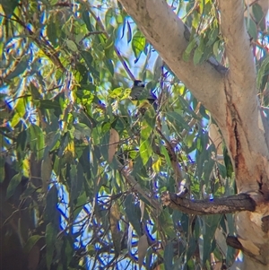 Falcunculus frontatus (Eastern Shrike-tit) at Bonegilla, VIC - 19 Feb 2025 by Darcy