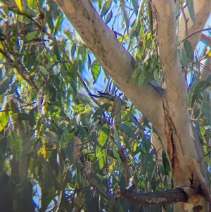 Falcunculus frontatus at Bonegilla, VIC - 19 Feb 2025 09:47 AM