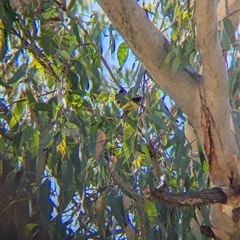 Falcunculus frontatus at Bonegilla, VIC - 19 Feb 2025 09:47 AM