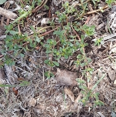 Unidentified Other Wildflower or Herb at Dunlop, ACT - Yesterday by johnpugh