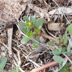 Portulaca oleracea at Dunlop, ACT - 22 Feb 2025 11:29 AM