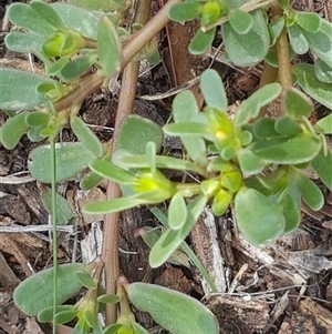 Portulaca oleracea at Dunlop, ACT - 22 Feb 2025 11:29 AM