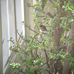 Neochmia temporalis (Red-browed Finch) at North Albury, NSW - 19 Feb 2025 by Darcy