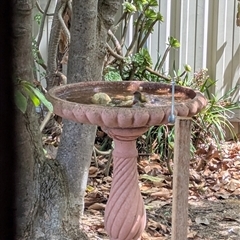 Neochmia temporalis at North Albury, NSW - suppressed