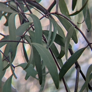 Muellerina eucalyptoides at Gateway Island, VIC - 21 Feb 2025 08:30 AM