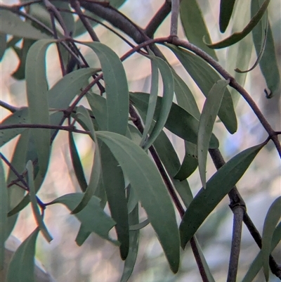 Muellerina eucalyptoides (Creeping Mistletoe) at Gateway Island, VIC - 21 Feb 2025 by Darcy