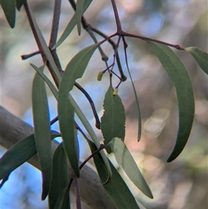 Muellerina eucalyptoides at Gateway Island, VIC - 21 Feb 2025 08:30 AM