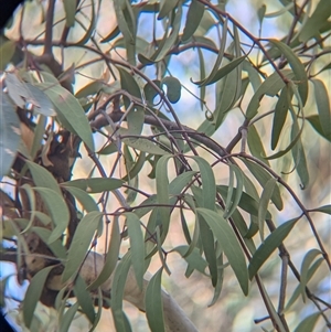 Muellerina eucalyptoides at Gateway Island, VIC - 21 Feb 2025 08:30 AM