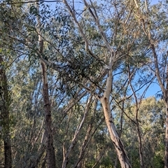 Muellerina eucalyptoides at Gateway Island, VIC - 21 Feb 2025 08:30 AM