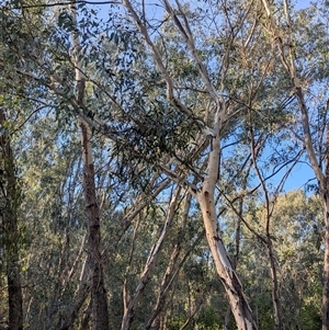 Muellerina eucalyptoides at Gateway Island, VIC - 21 Feb 2025 08:30 AM