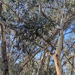 Muellerina eucalyptoides at Gateway Island, VIC - 21 Feb 2025 08:30 AM