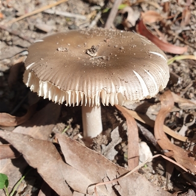 Amanita sp. (Amanita sp.) at Penrose, NSW - 23 Feb 2025 by Aussiegall